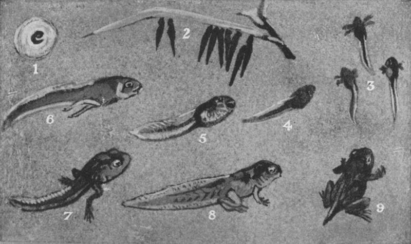 Life cycle of Xenopus